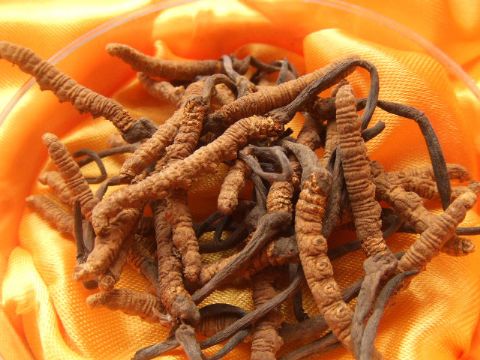 Cordyceps Sinensis